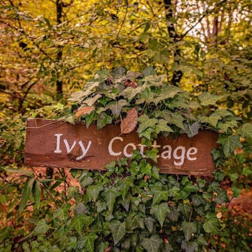 imgi_61_image_165812506